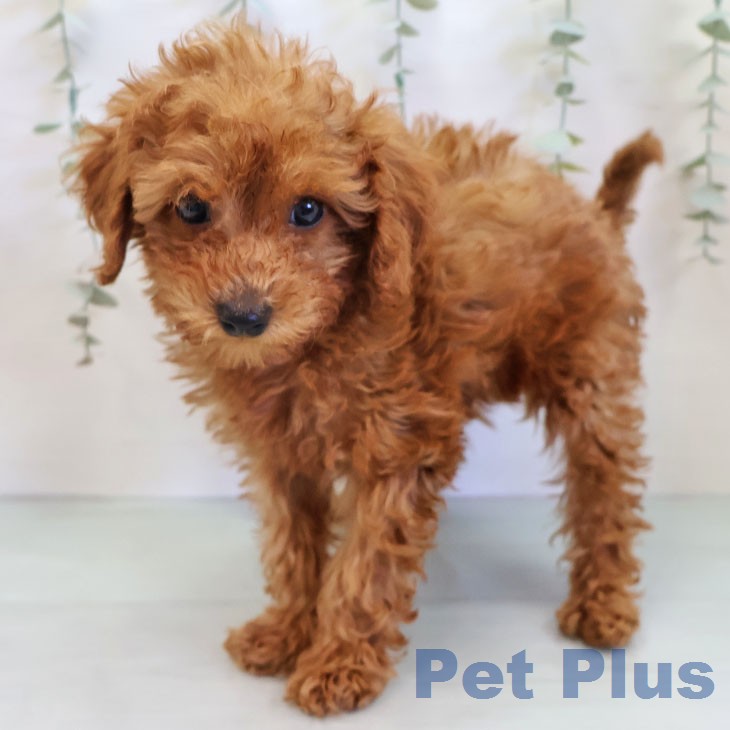 トイ・プードルの写真2