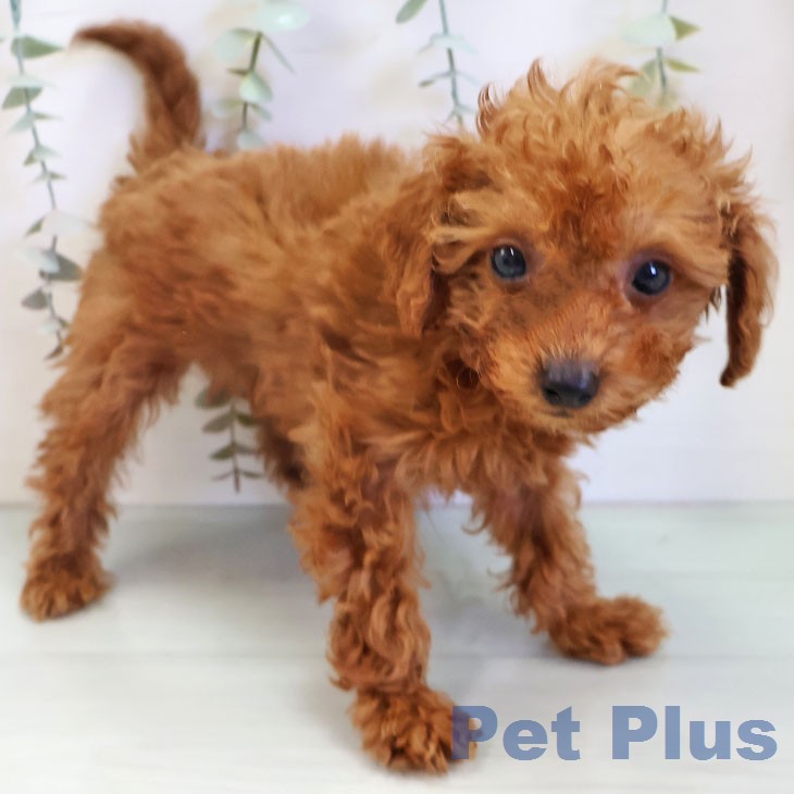 トイ・プードル