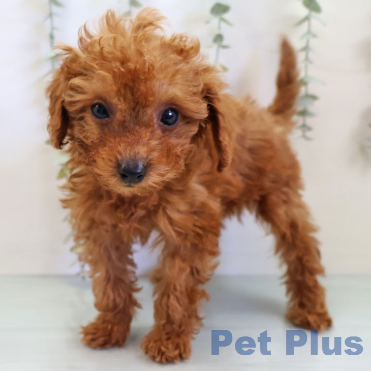 トイ・プードルの写真2