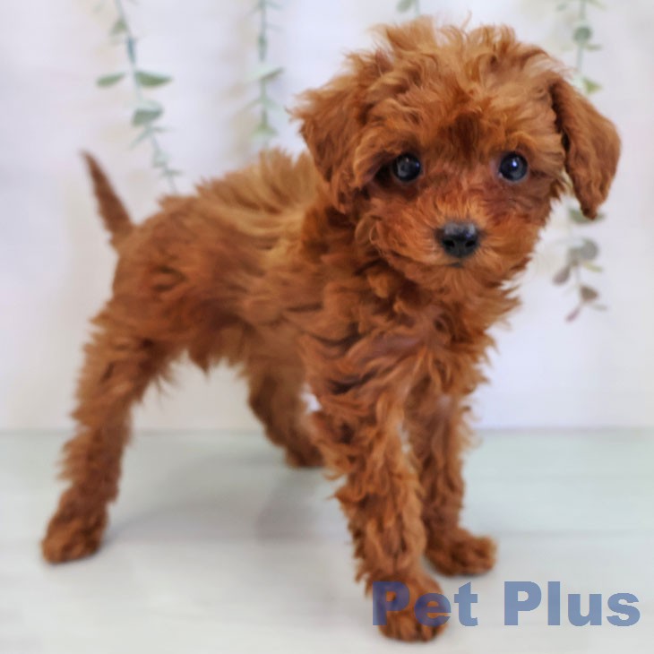 トイ・プードル