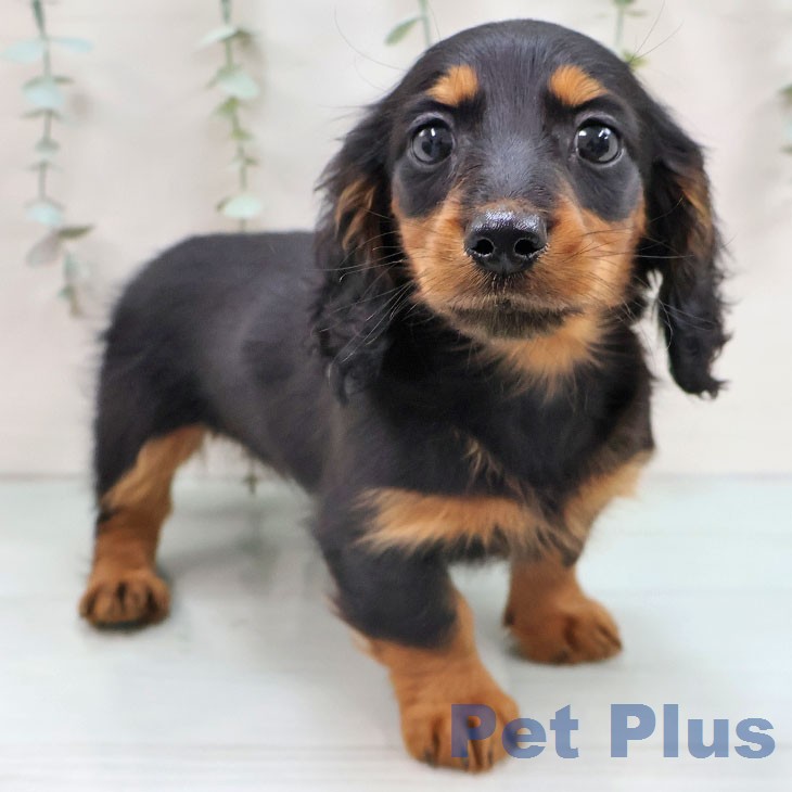 ミニチュア・ダックスフンド