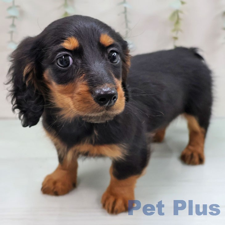 ミニチュア・ダックスフンドの写真2