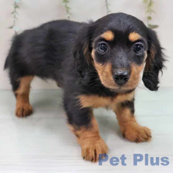 ミニチュア・ダックスフンド