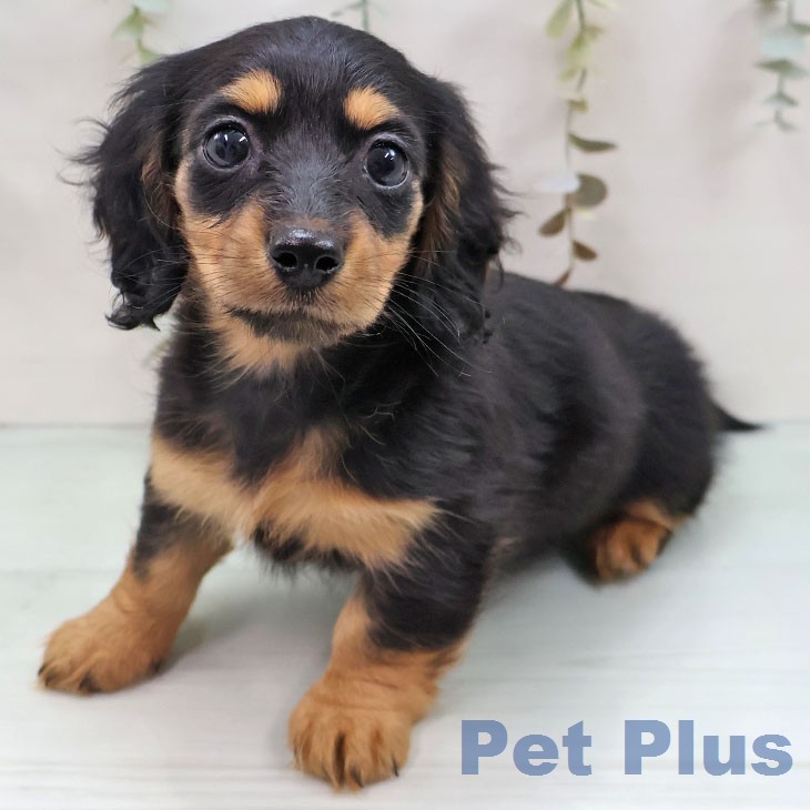 ミニチュア・ダックスフンドの写真2