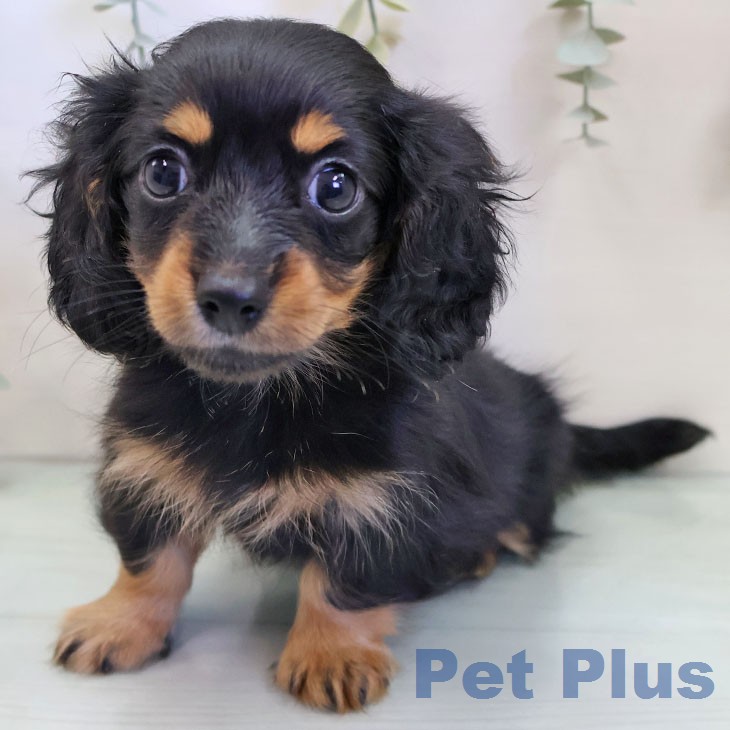 カニーンヘン・ダックスフンド