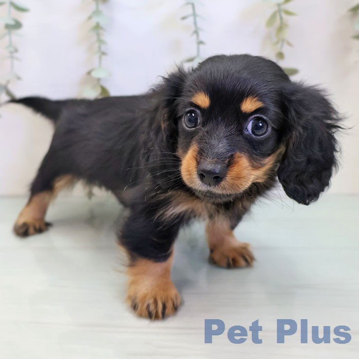 カニーンヘン・ダックスフンドの写真2