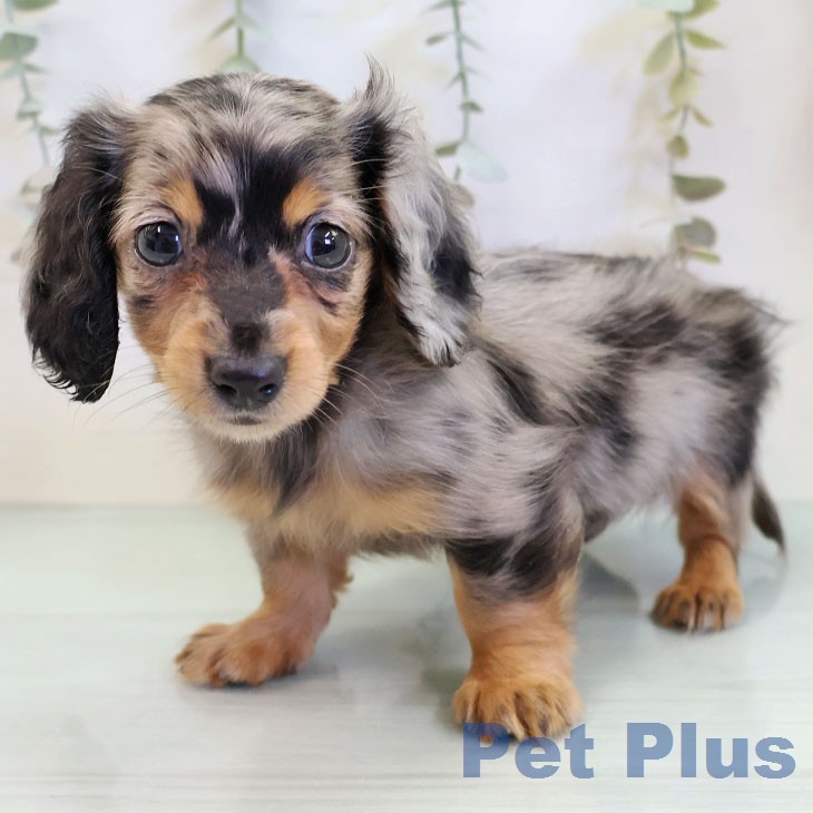 カニーンヘン・ダックスフンド