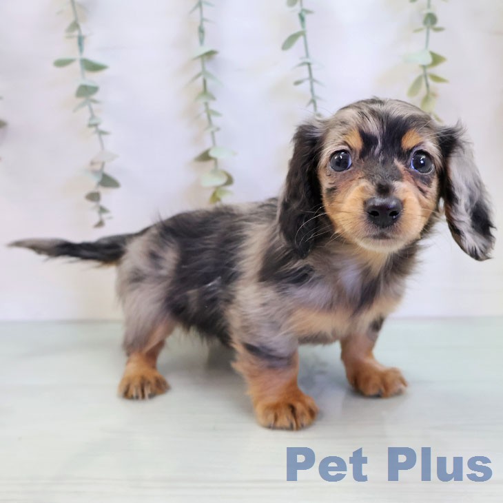 カニーンヘン・ダックスフンドの写真2