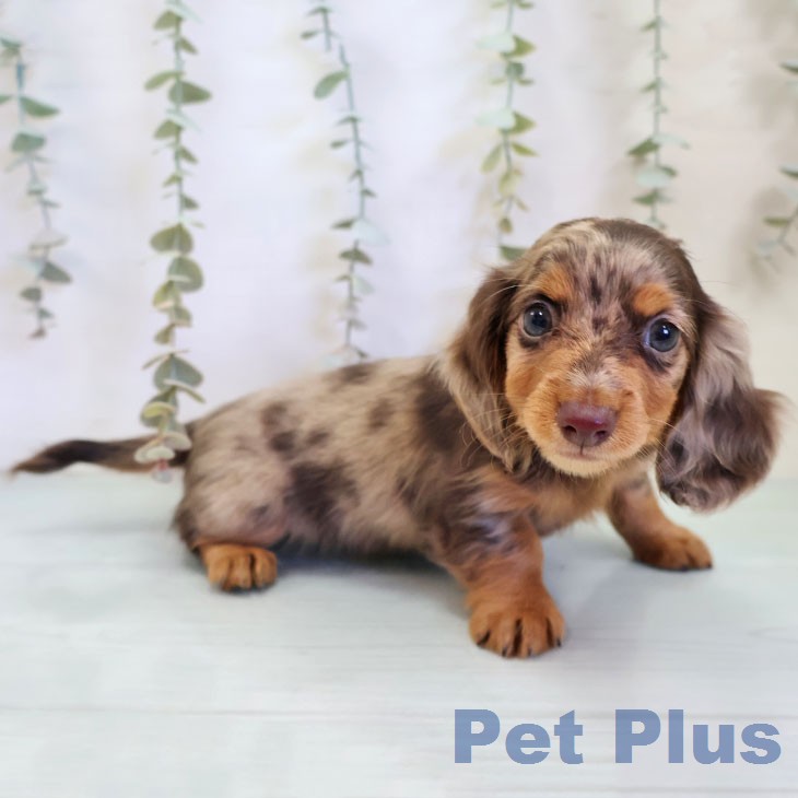 カニーンヘン・ダックスフンドの写真2