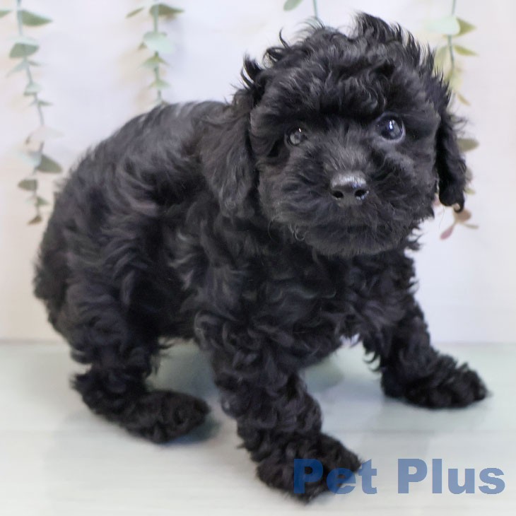 トイ・プードルの写真2