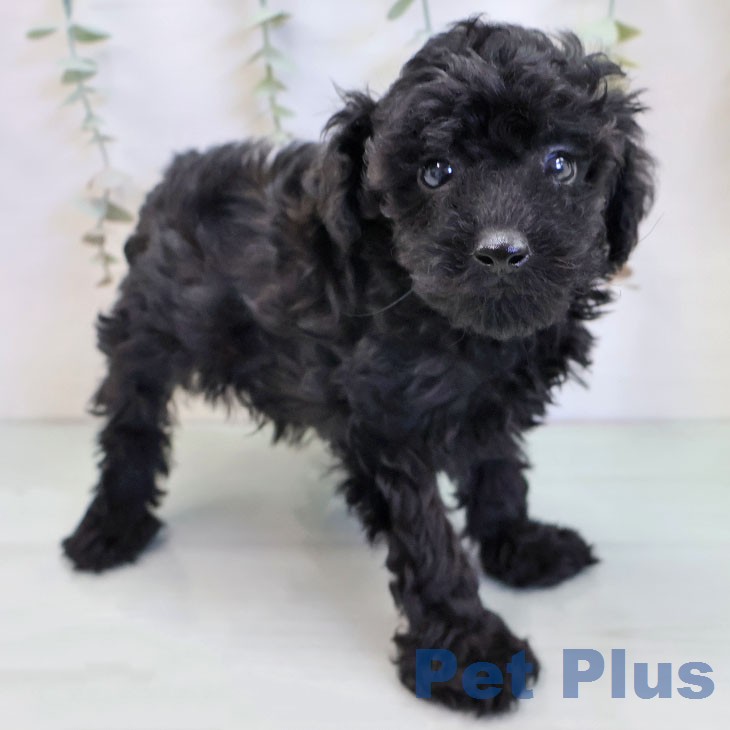 トイ・プードル