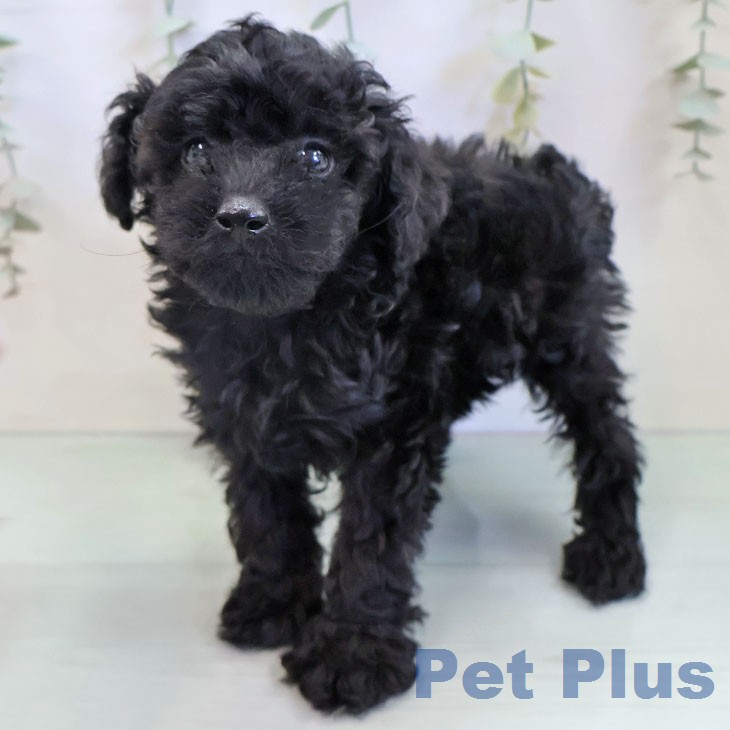 トイ・プードルの写真2