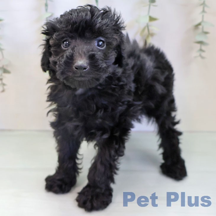 トイ・プードルの写真2