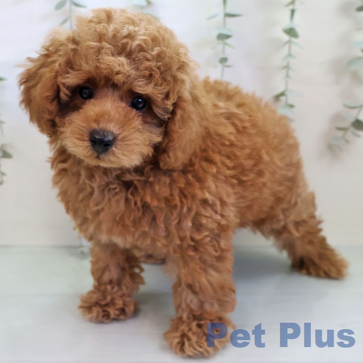 トイ・プードル