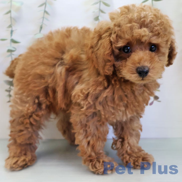 トイ・プードルの写真2