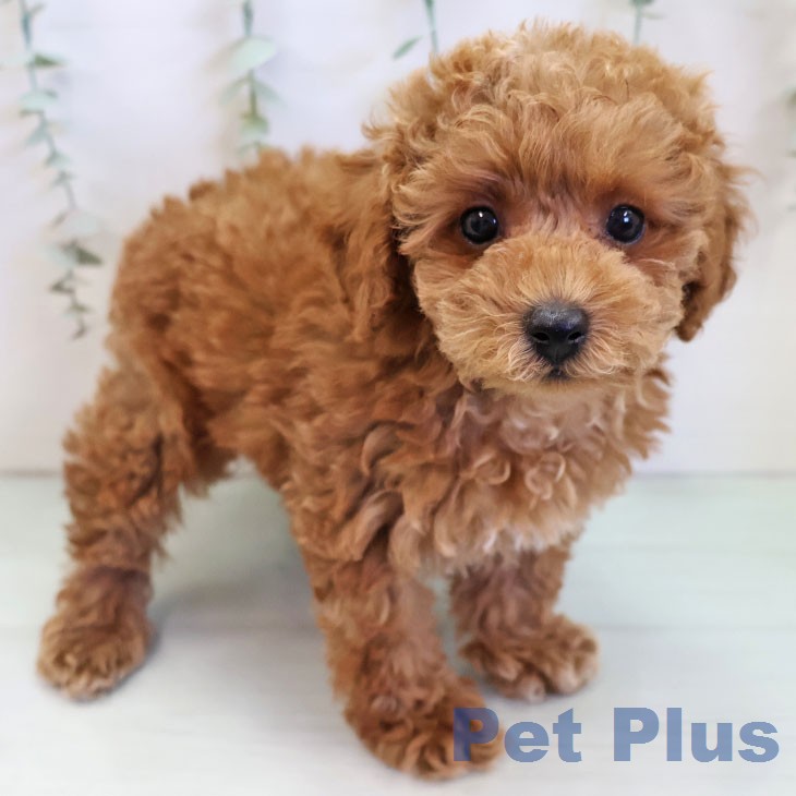 トイ・プードル