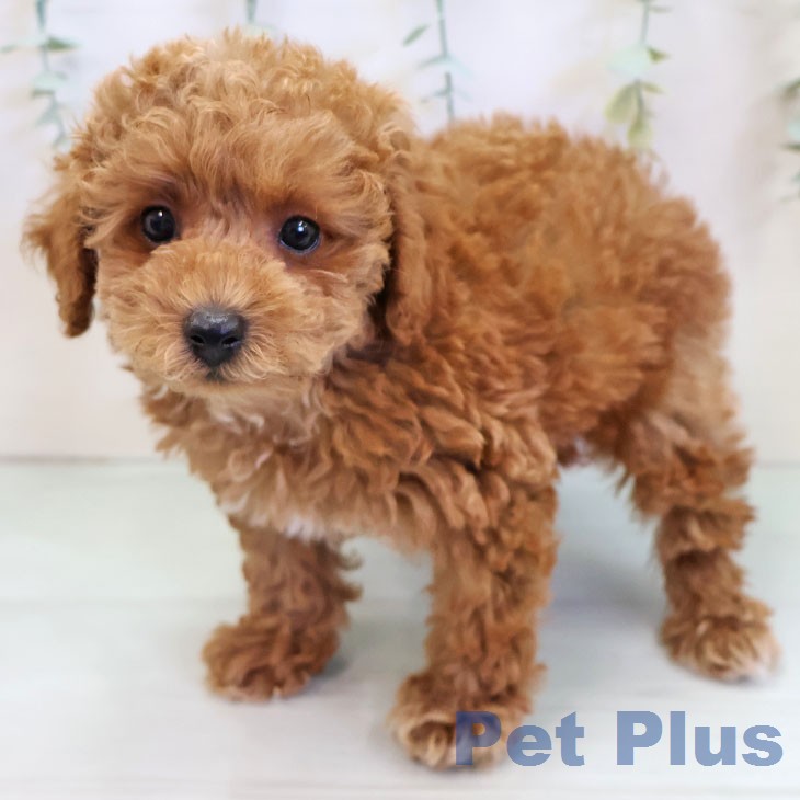 トイ・プードルの写真2