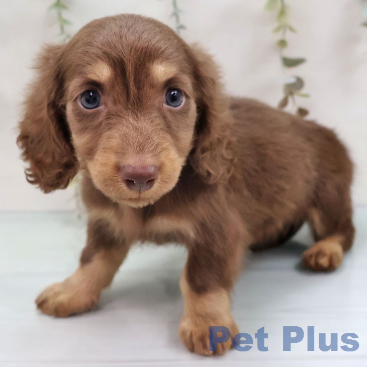 ミニチュア・ダックスフンド