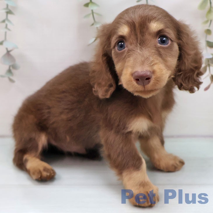 ミニチュア・ダックスフンド