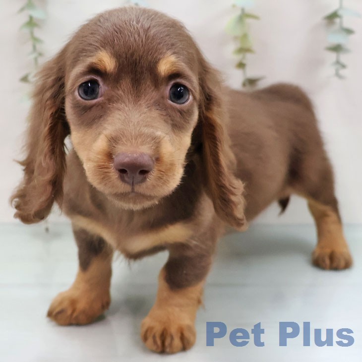 ミニチュア・ダックスフンド