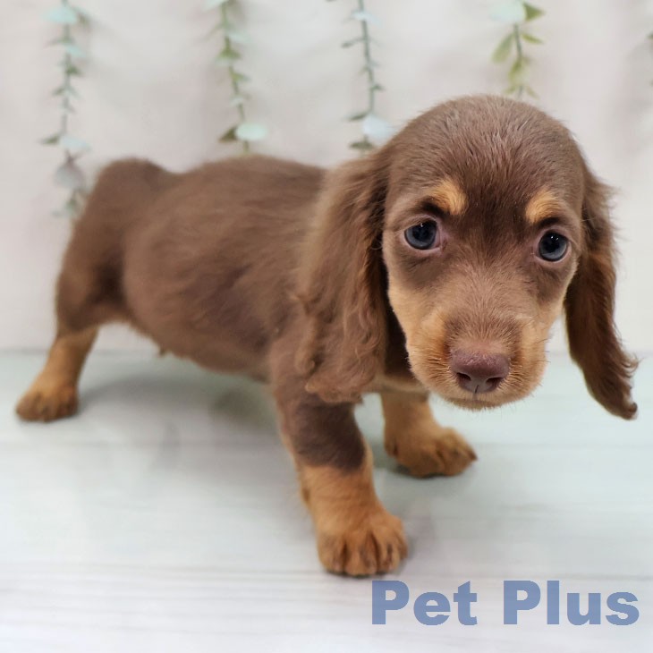 ミニチュア・ダックスフンドの写真2