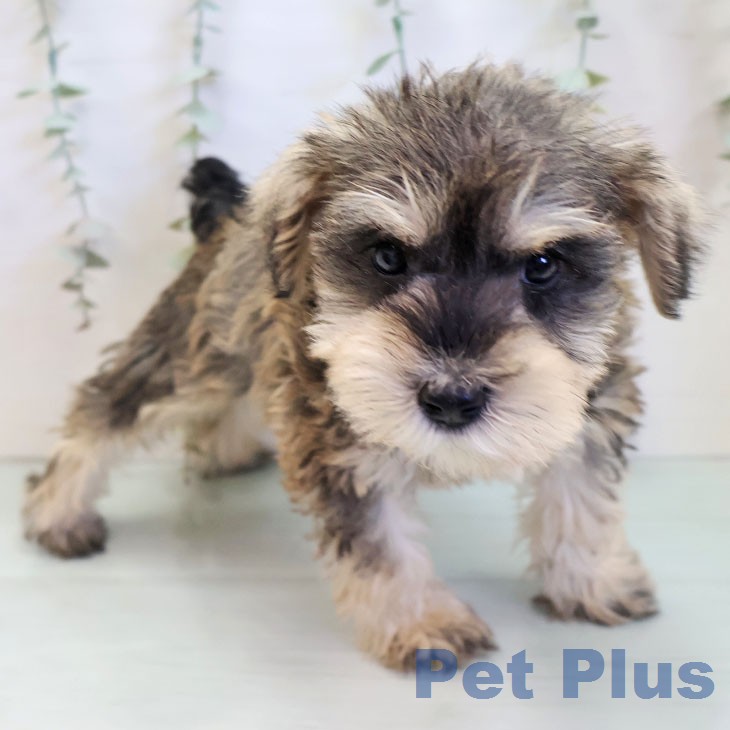 ミニチュア・シュナウザーの写真2