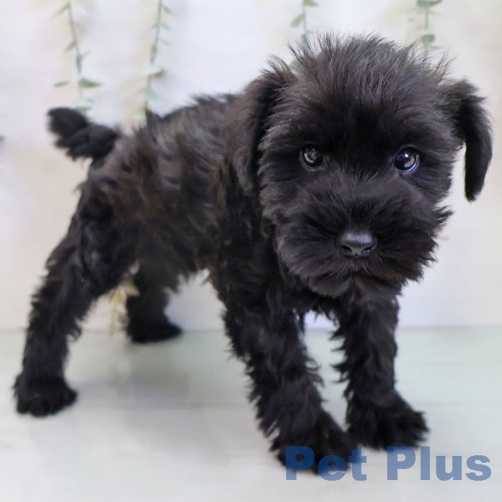 ミニチュア・シュナウザー