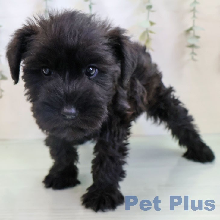 ミニチュア・シュナウザーの写真2