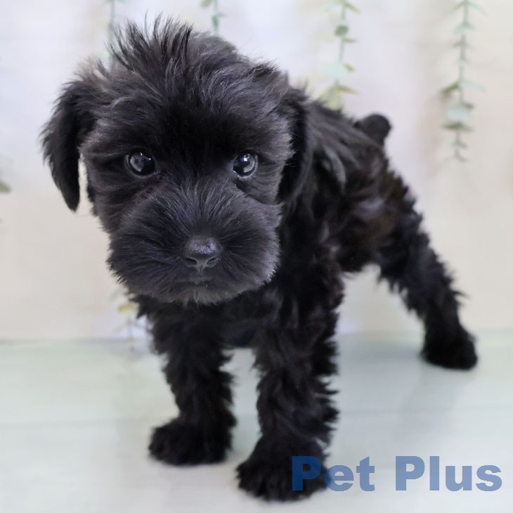 ミニチュア・シュナウザーの写真2