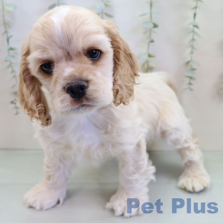 アメリカン・コッカー・スパニエルの写真2