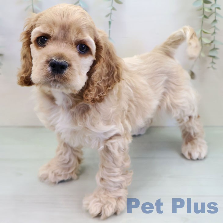 アメリカン・コッカー・スパニエル