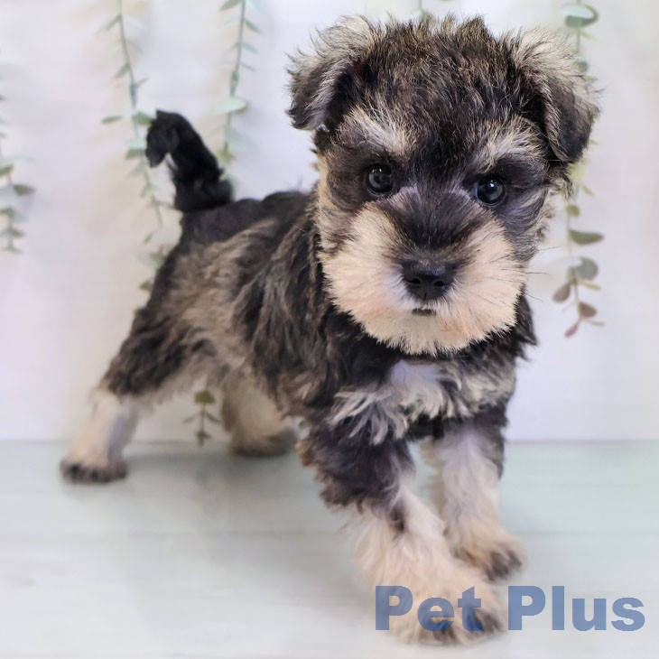 ミニチュア・シュナウザー