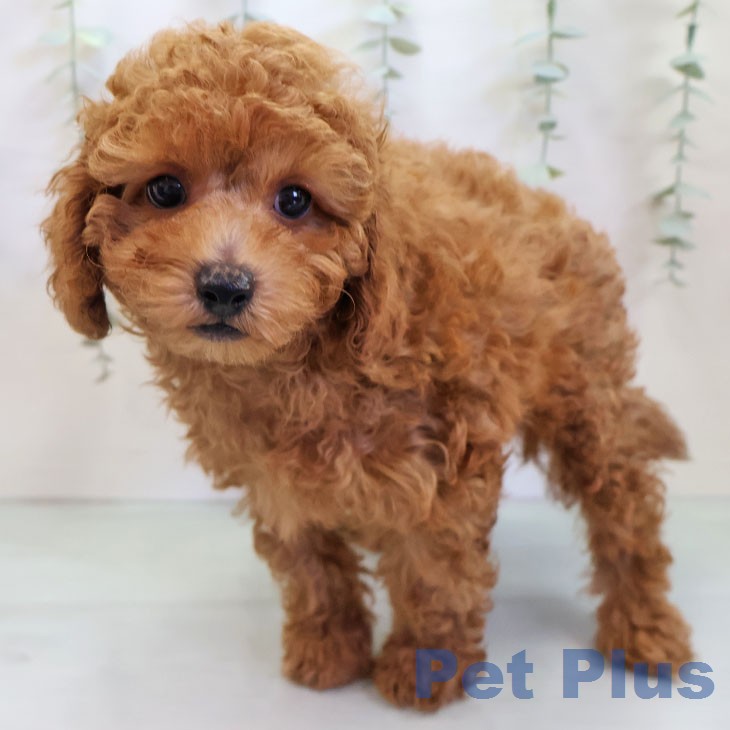 トイ・プードル