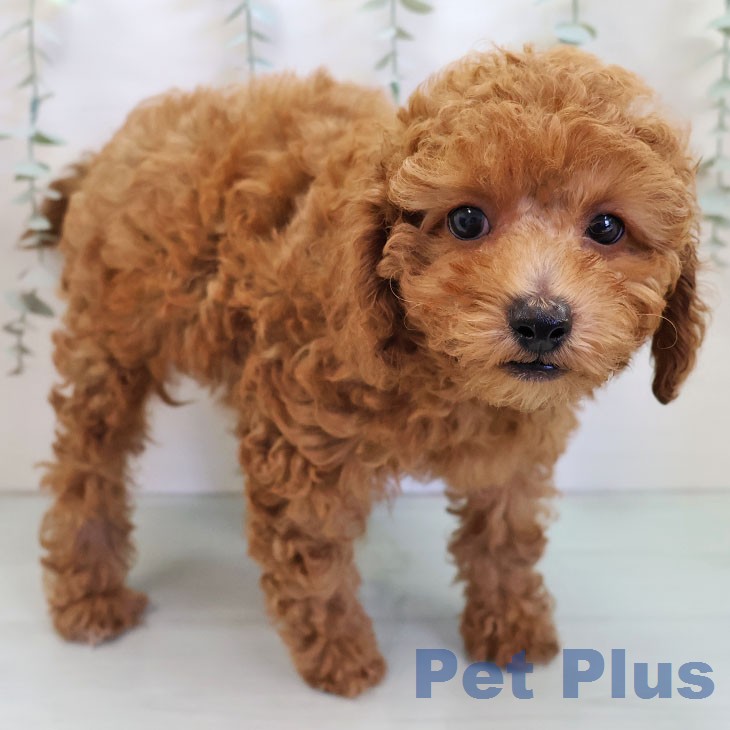 トイ・プードルの写真2