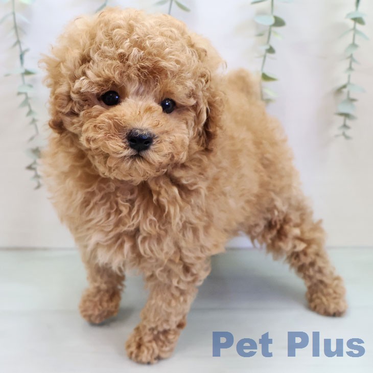 トイ・プードル