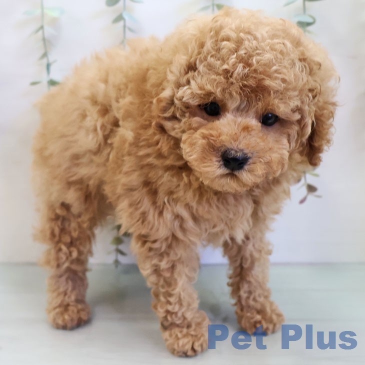 トイ・プードルの写真2