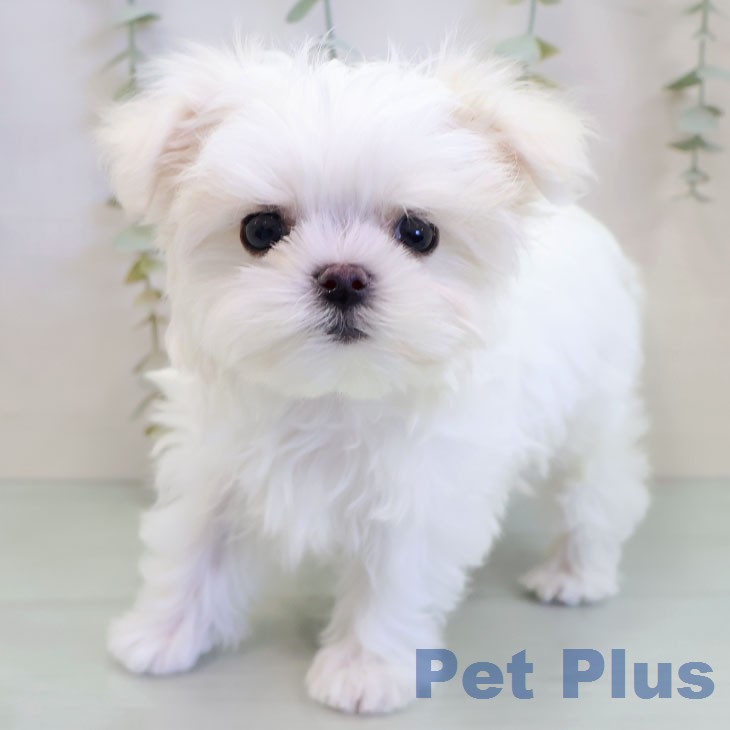 マルチーズの写真2