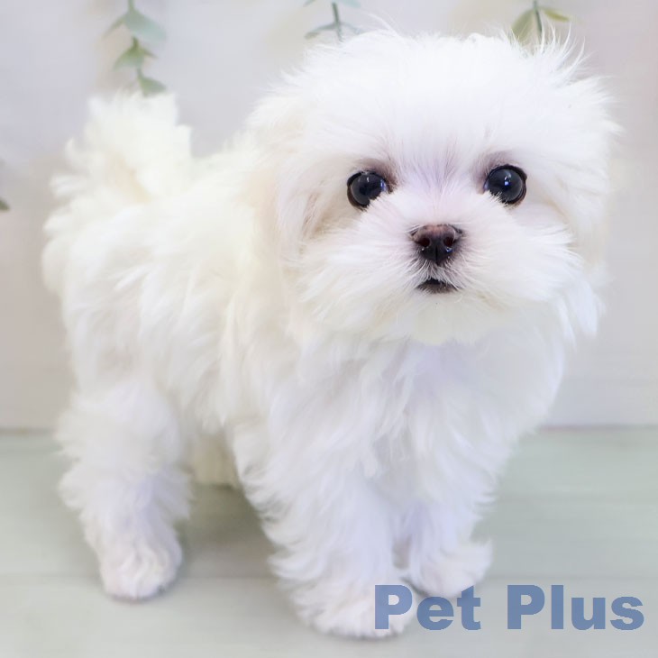 マルチーズの写真2