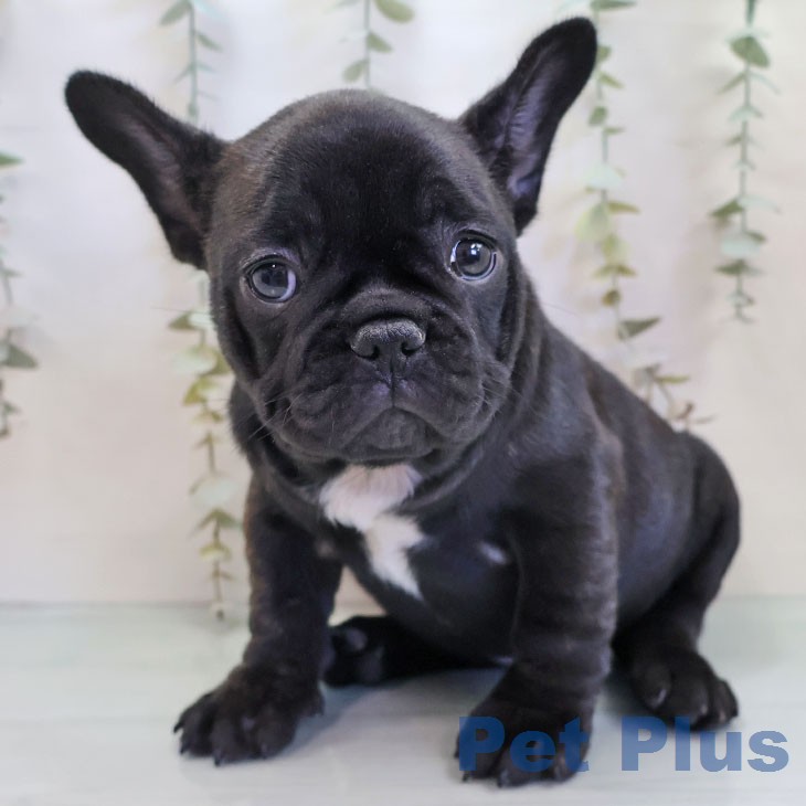 フレンチ・ブルドッグ