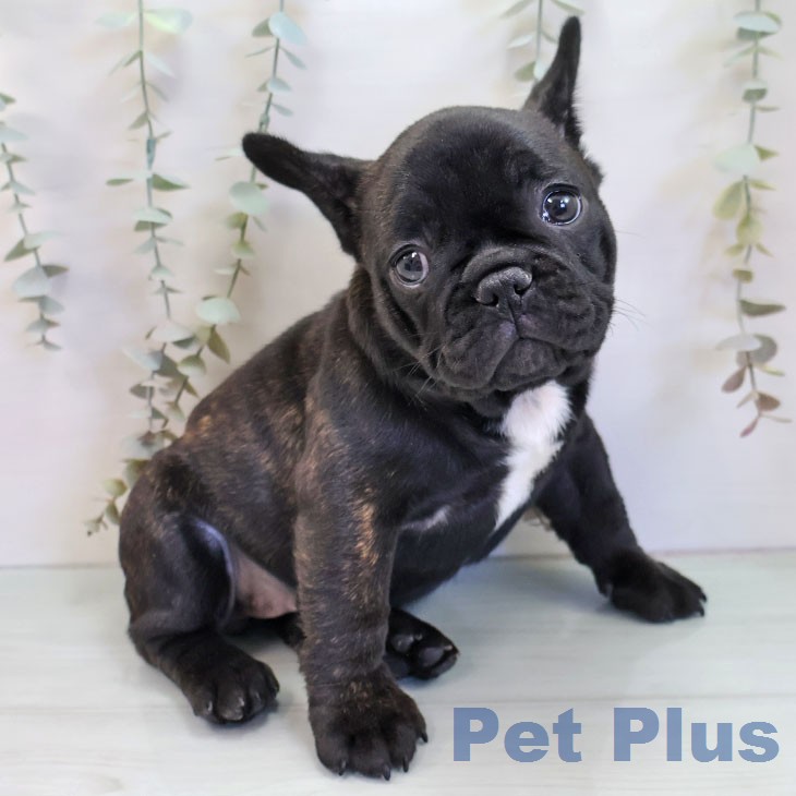 フレンチ・ブルドッグの写真2