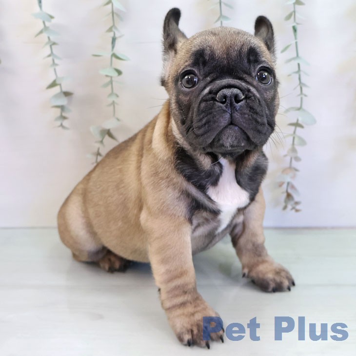 フレンチ・ブルドッグの写真2