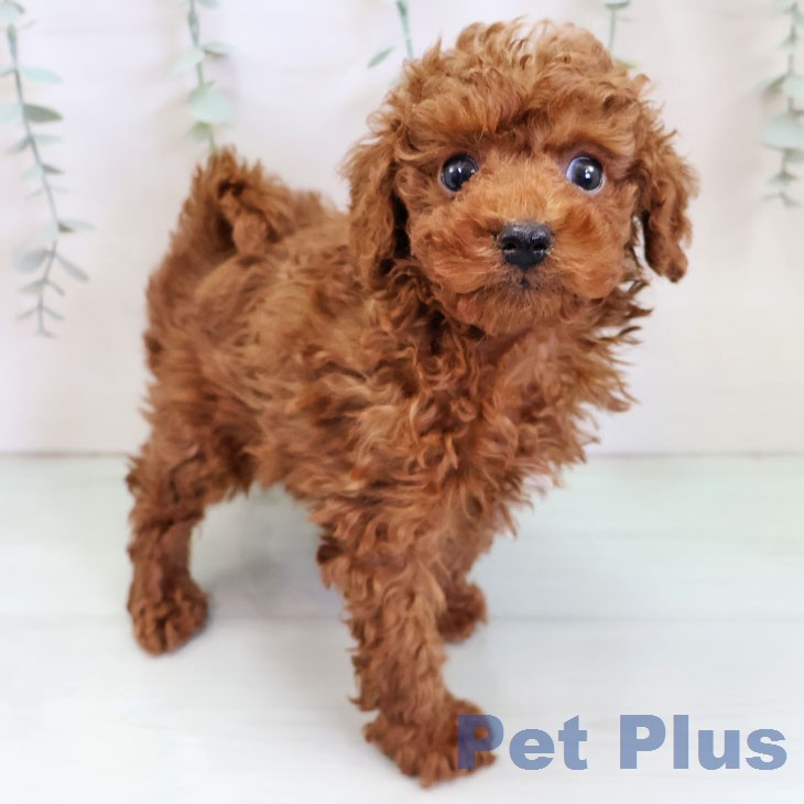 トイ・プードル