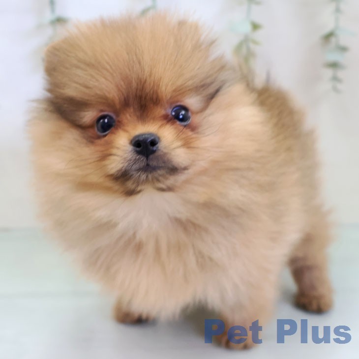 ポメラニアンの写真2