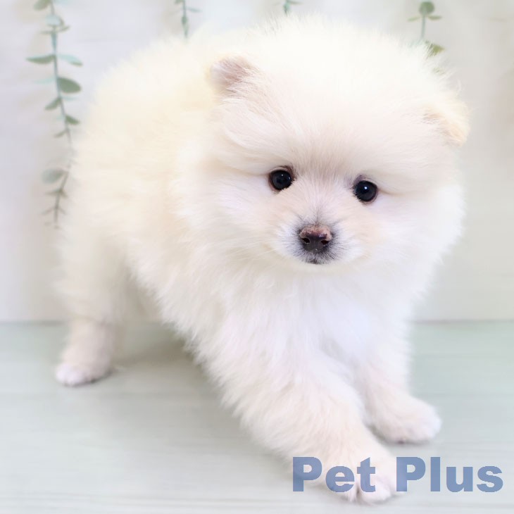 ポメラニアンの写真2