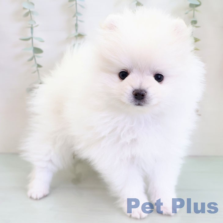 ポメラニアンの写真2