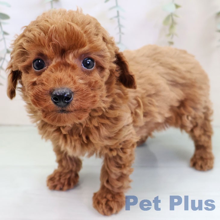 トイ・プードル