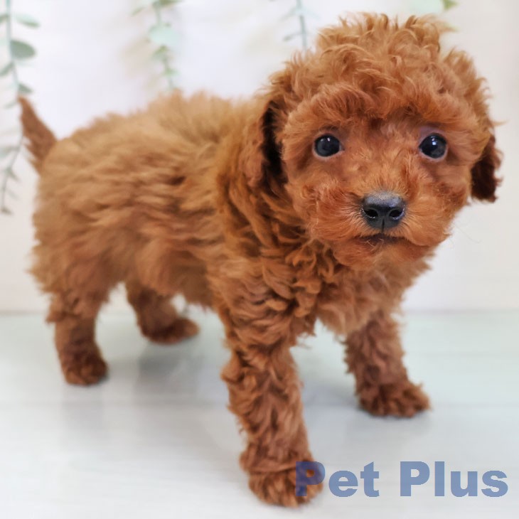 トイ・プードル