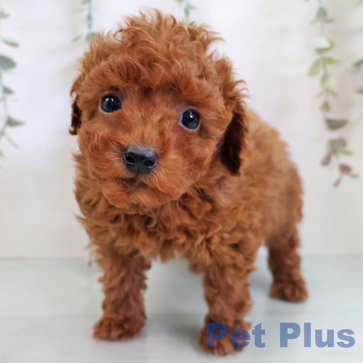 トイ・プードル