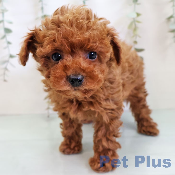 トイ・プードル