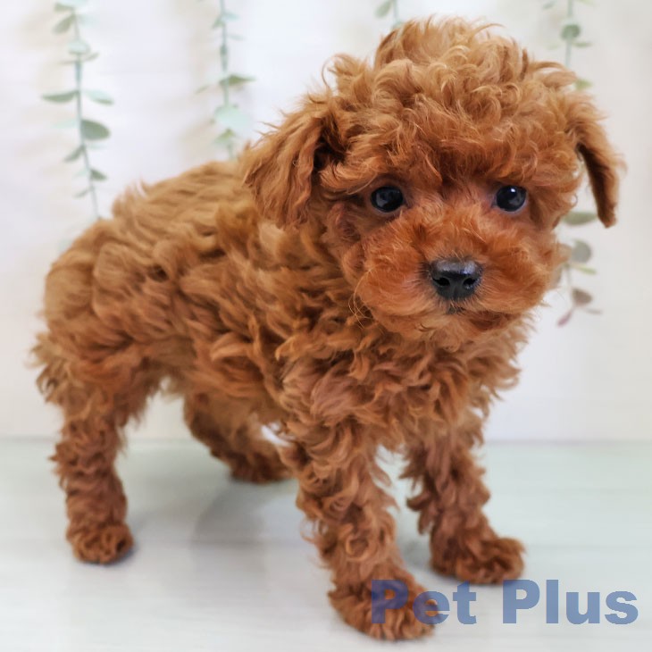 トイ・プードル